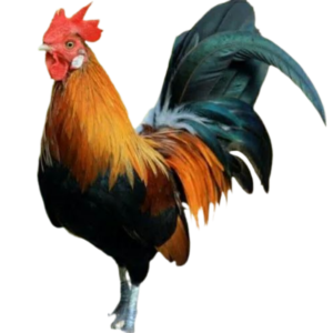 Nati Chicken meat