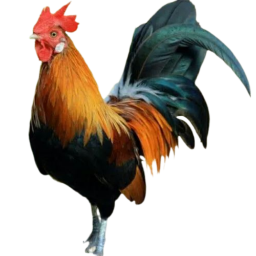 2026/05/BackgroundEraser_20260530_003445722.png Nati Chicken meat