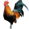 Nati Chicken 1Kg