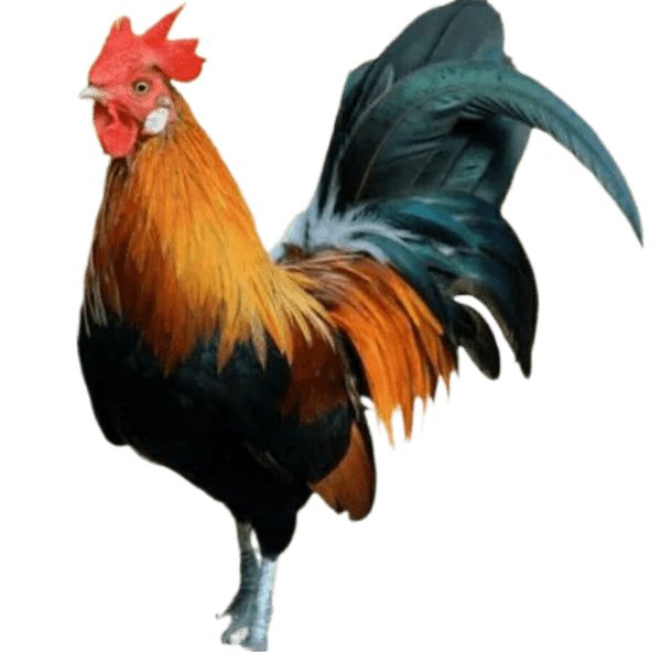 Nati Chicken 1Kg