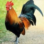 nati-chicken